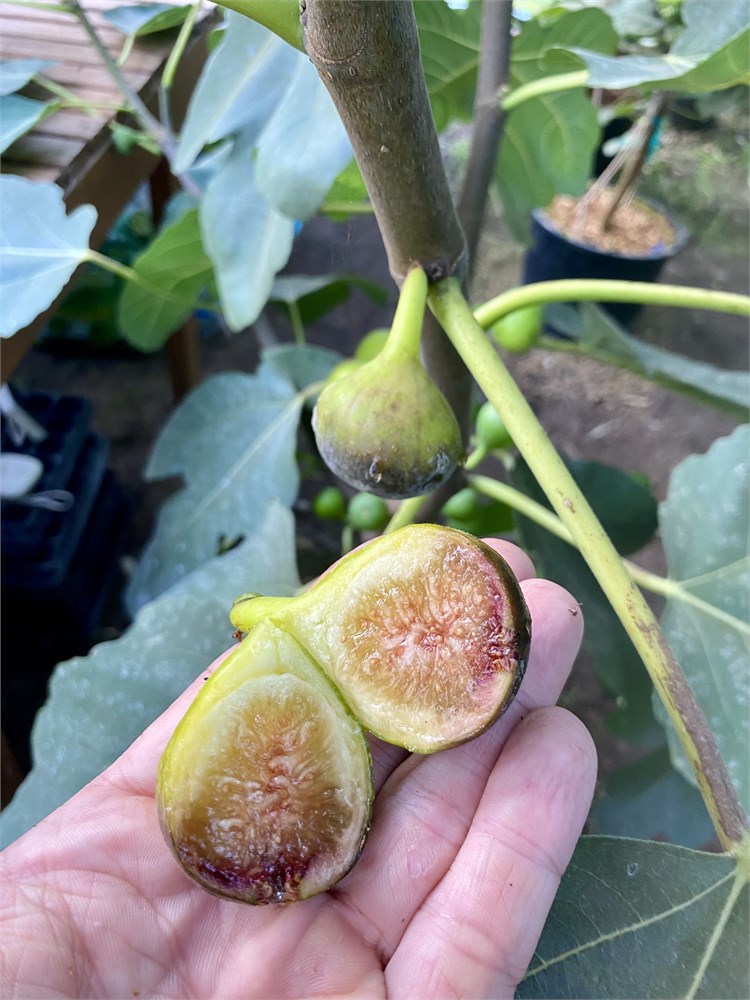 FigBid - Online Auctions of Fig Trees, Fig Cuttings & Growing Supplies -  Coll de Dama Blanca-Negra (CdD B/N) Cuttings (2 Cuttings)