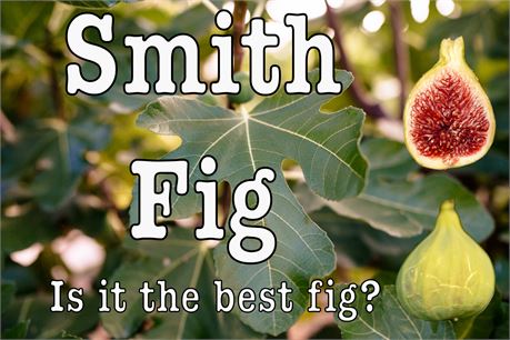 Smith Fig Tree Cuttings, cut fresh to order and shipped next day!