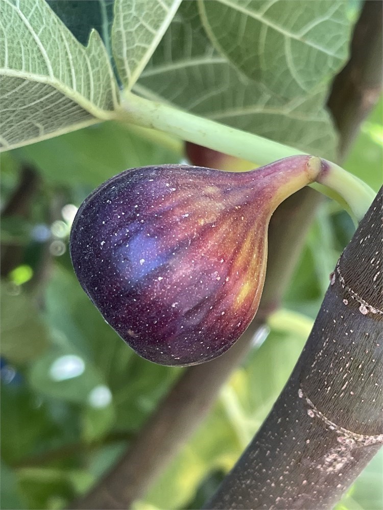 FigBid - Online Auctions of Fig Trees, Fig Cuttings & Growing Supplies -  Coll de Dama Blanca-Negra (CdD B/N) Cuttings (2 Cuttings)