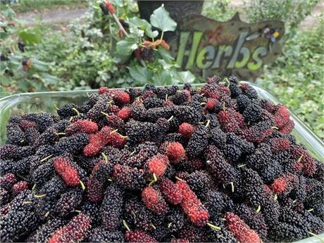 Chiang Mai 60 & Thai Dwarf & Worlds Best Mulberry 4 cuttings)