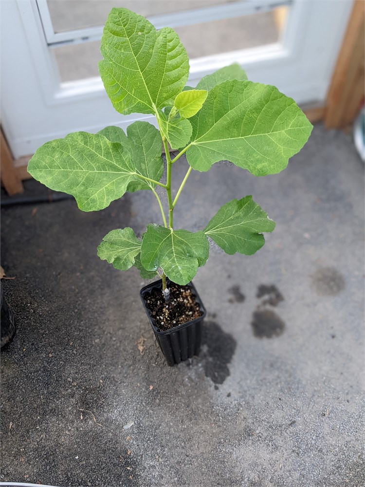 FigBid - Online Auctions of Fig Trees, Fig Cuttings & Growing Supplies ...