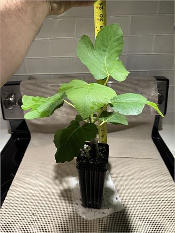 Bass’ Favorite Fig (BFF)  - Rooted cutting in a 3x8 pot.