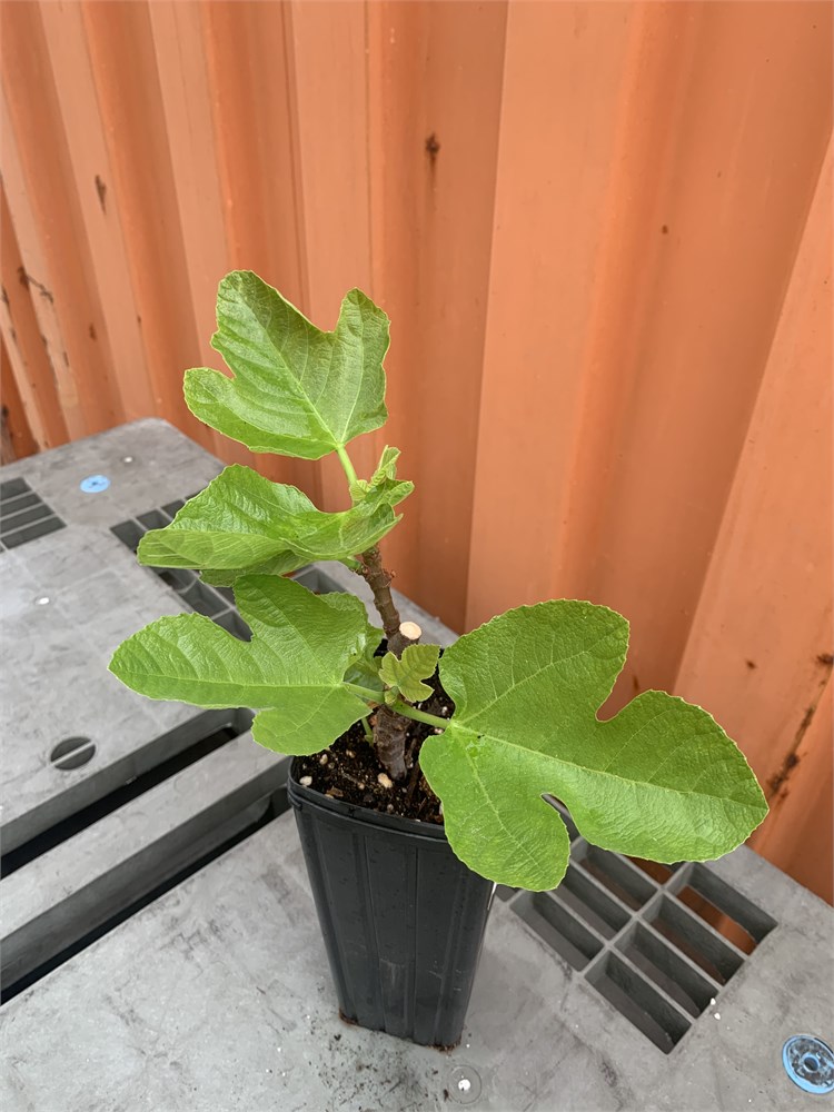 FigBid - Online Auctions of Fig Trees, Fig Cuttings & Growing Supplies ...