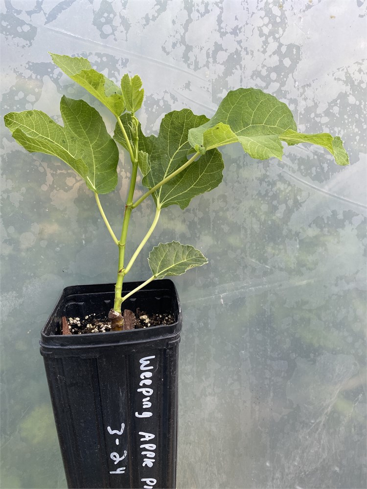 FigBid - Online Auctions of Fig Trees, Fig Cuttings & Growing Supplies ...