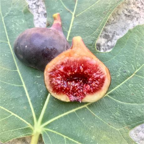 FigBid - Online Auctions of Fig Trees, Fig Cuttings & Growing