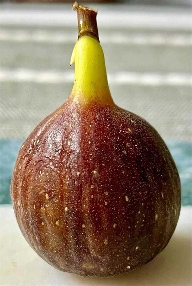 Figbid - Online Auctions Of Fig Trees, Fig Cuttings & Growing Supplies 