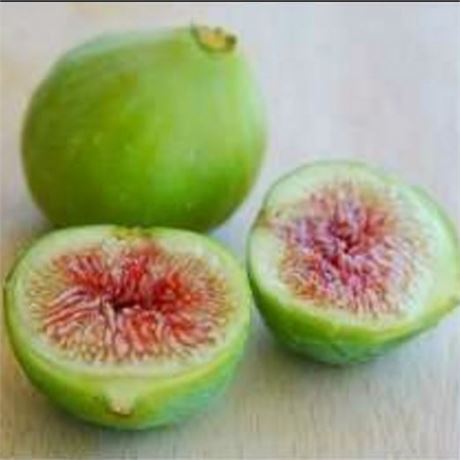 FigBid - Online Auctions of Fig Trees, Fig Cuttings & Growing