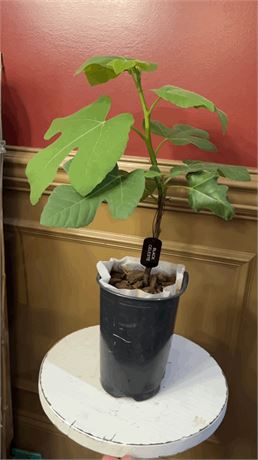 Black Celeste fig air layer tree on its own roots, in a 2.5qrt pot