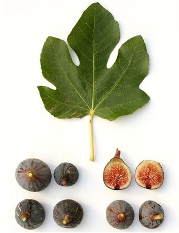 Causses de Vers Fig Tree (FDM™) (9" Tree Pot)