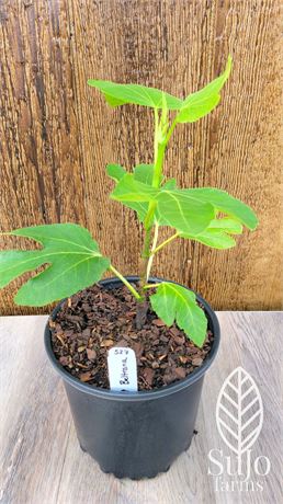 FigBid - Online Auctions of Fig Trees, Fig Cuttings & Growing Supplies ...