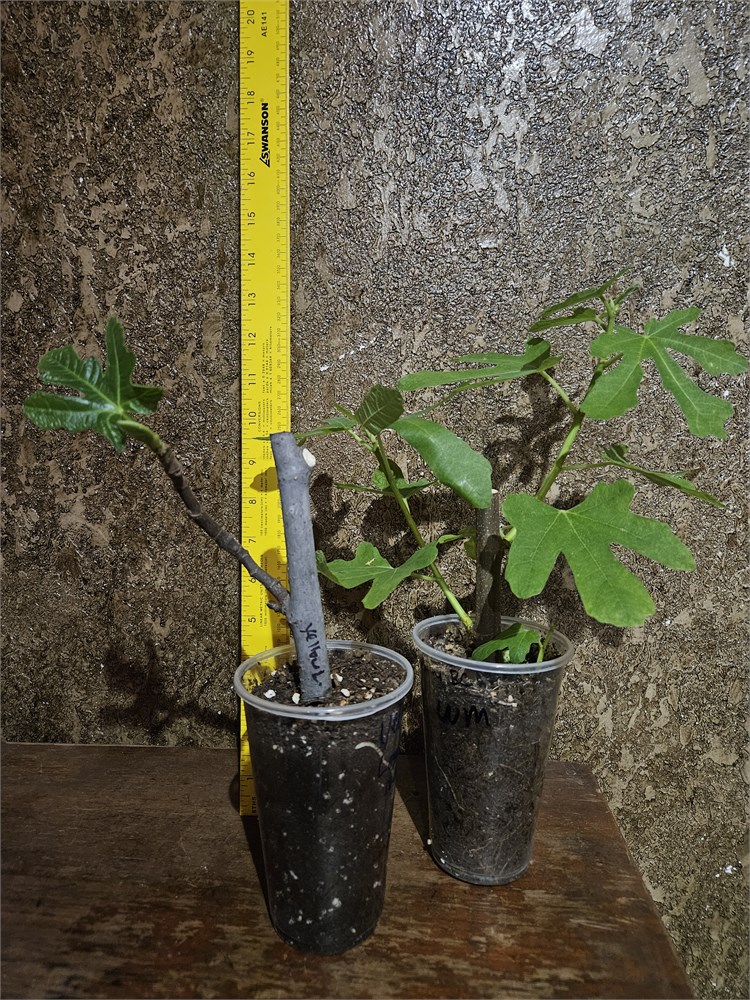 FigBid - Online Auctions of Fig Trees, Fig Cuttings & Growing Supplies ...