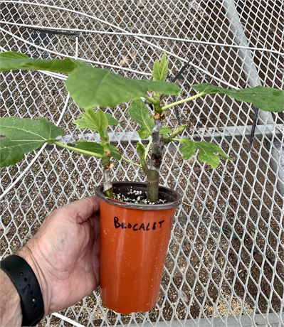 FigBid - Online Auctions of Fig Trees, Fig Cuttings & Growing Supplies ...