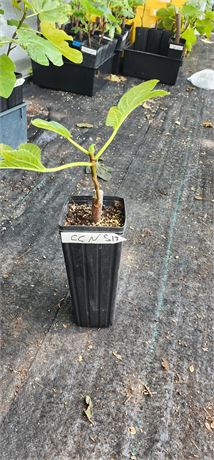 Capoll Curt Negra rooted cutting