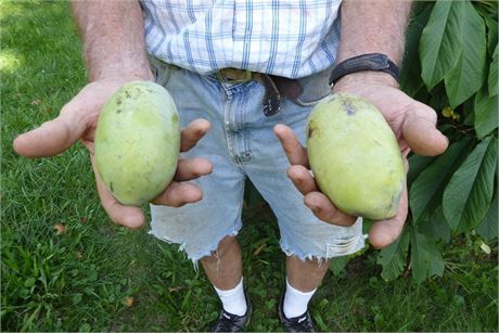 20+ PAWPAW SEEDS, PREMIUM SELECT 2022 SEEDS FROM KNOWN PREMIUM CULTIVARS