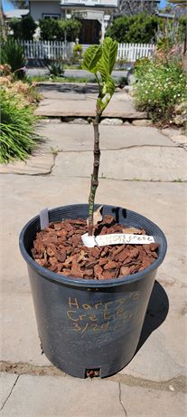 Harry's Crete 2 gallon well rooted cutting own roots - Rare and choice green fig