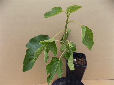 FigBid - Online Auctions of Fig Trees, Fig Cuttings & Growing Supplies ...