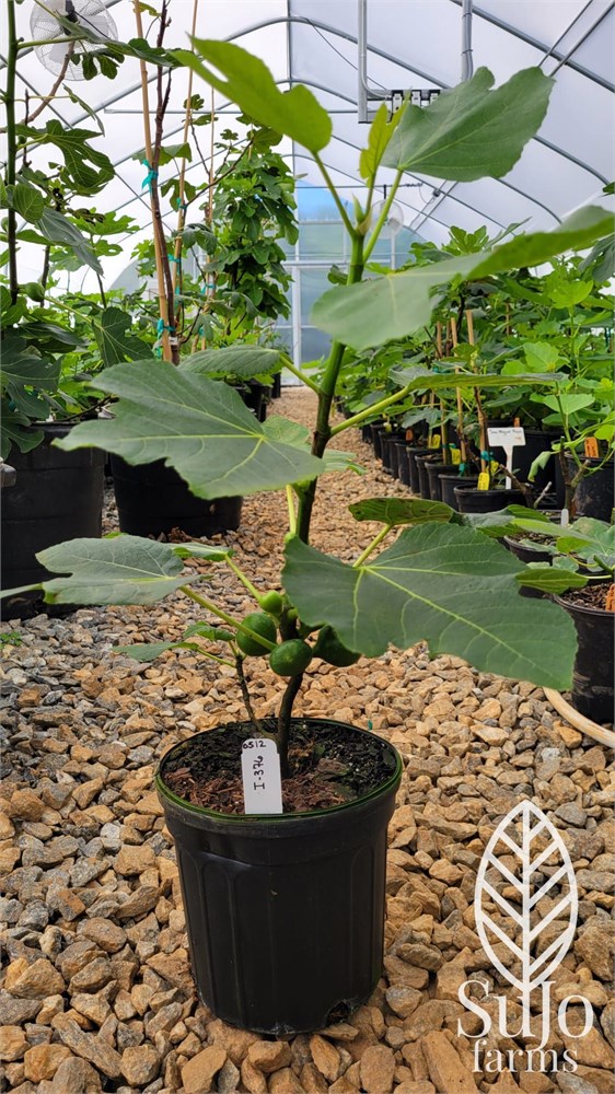 FigBid - Online Auctions of Fig Trees, Fig Cuttings & Growing Supplies - Italian  376 (I-376) a Very Productive Italian fig variety ** LOADED WITH FRUITS