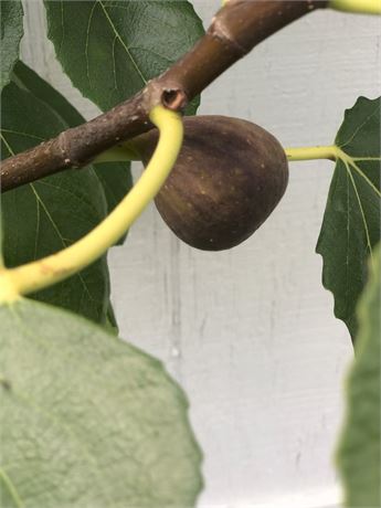 FigBid - Online Auctions of Fig Trees, Fig Cuttings & Growing