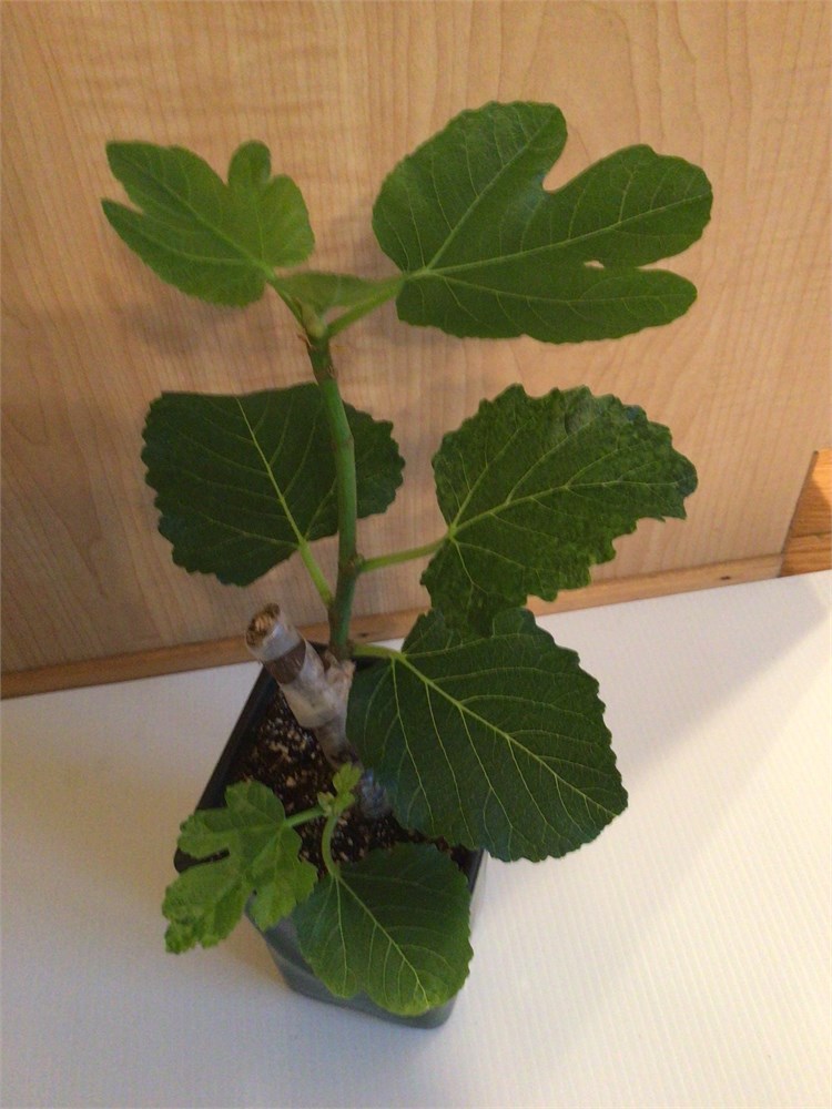 FigBid - Online Auctions of Fig Trees, Fig Cuttings & Growing Supplies ...