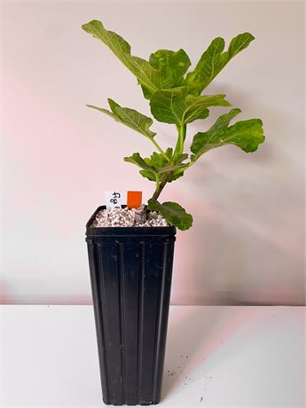 Figo Preto – Well-Rooted in Tree Pot