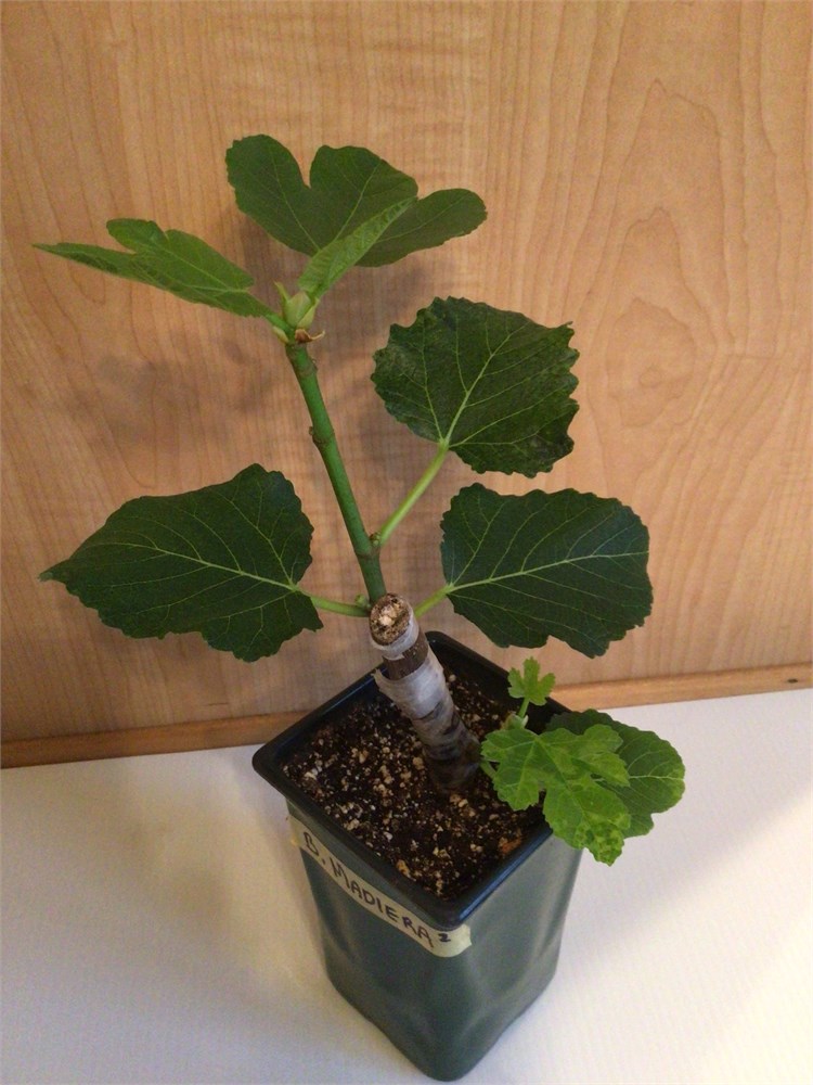 FigBid - Online Auctions of Fig Trees, Fig Cuttings & Growing Supplies ...