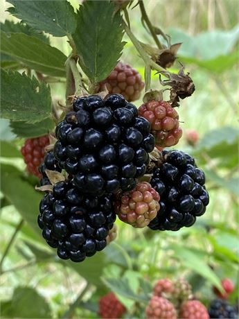 Osage Blackberry Plant - POTTED