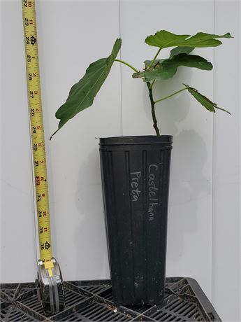 FigBid - Online Auctions of Fig Trees, Fig Cuttings & Growing Supplies ...