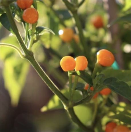 Aji Charapita Pepper Seeds - Pelotitas Amarillas de Fuego! - Hard to find these!