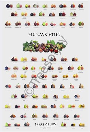 Fig varieties poster