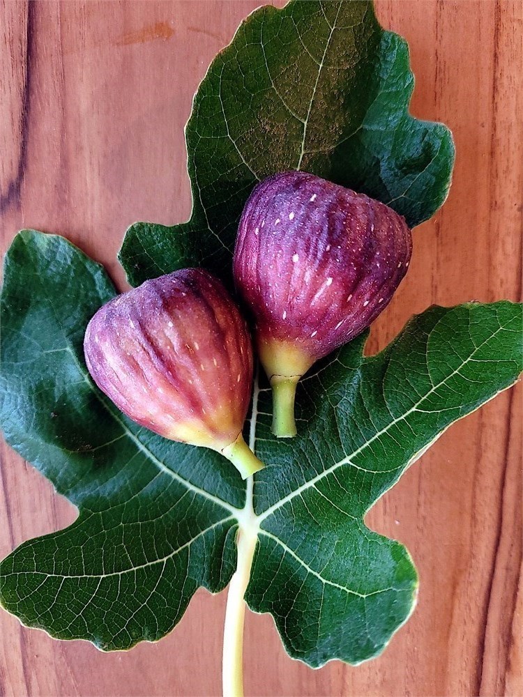 figbid-online-auctions-of-fig-trees-fig-cuttings-growing-supplies