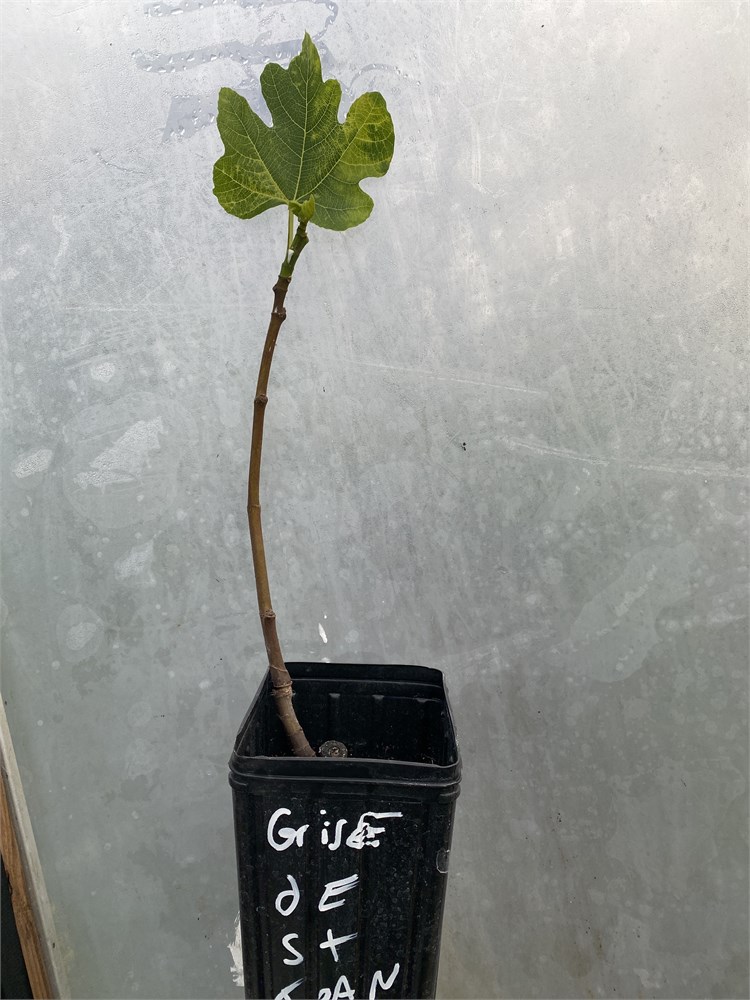 Figbid - Online Auctions Of Fig Trees, Fig Cuttings & Growing Supplies 