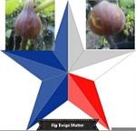 Figbid - Online Auctions Of Fig Trees, Fig Cuttings & Growing Supplies 