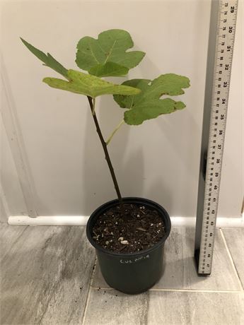 Cul Noir (Sucrette) Fig Cuttings (3 Cuttings Per Order)