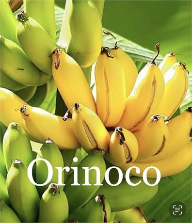 Banana Plant “Dwarf Orinoco”