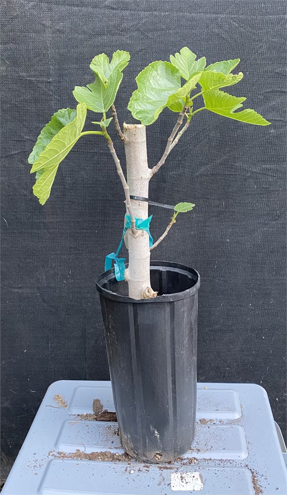 FigBid - Online Auctions of Fig Trees, Fig Cuttings & Growing Supplies ...