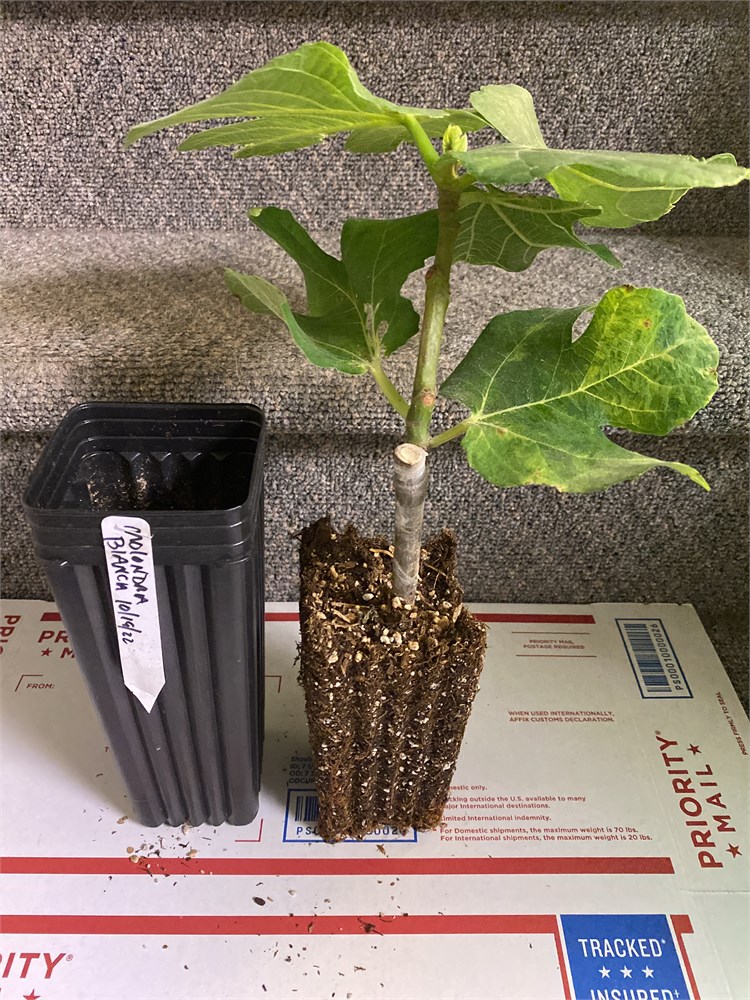 FigBid - Online Auctions of Fig Trees, Fig Cuttings & Growing Supplies -  COLL DE DAMA ROJA (MP) CDD ROJA - 2 Premium Cuttings - No Reserve