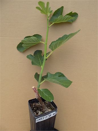 FigBid - Online Auctions of Fig Trees, Fig Cuttings & Growing Supplies ...