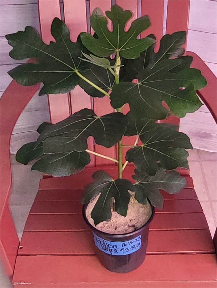 FigBid - Online Auctions of Fig Trees, Fig Cuttings & Growing Supplies ...