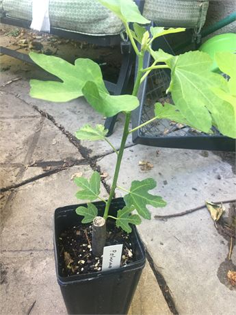 FigBid - Online Auctions of Fig Trees, Fig Cuttings & Growing Supplies