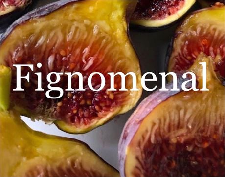 Fig Trees “Fignomenal” COLD HARDY 10 Pack
