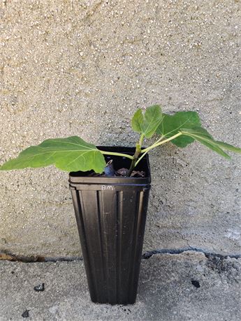 FigBid - Online Auctions of Fig Trees, Fig Cuttings & Growing Supplies ...