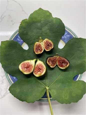 FigBid - Online Auctions of Fig Trees, Fig Cuttings & Growing