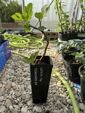 Adriatic JH Fig Tree – Naturally Grown