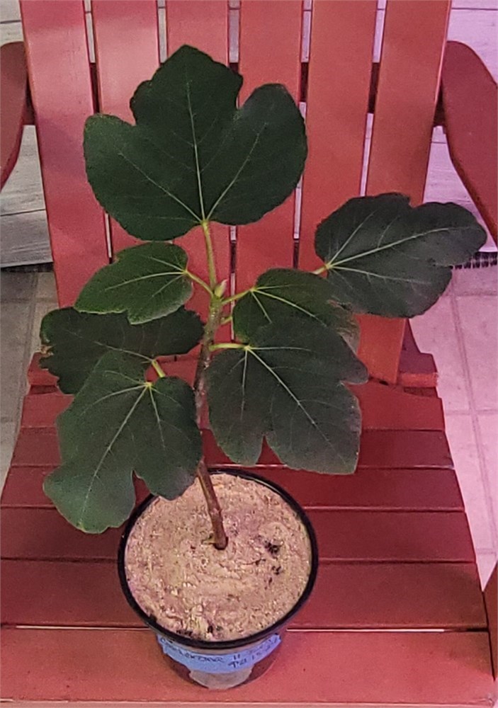 FigBid - Online Auctions of Fig Trees, Fig Cuttings & Growing Supplies ...