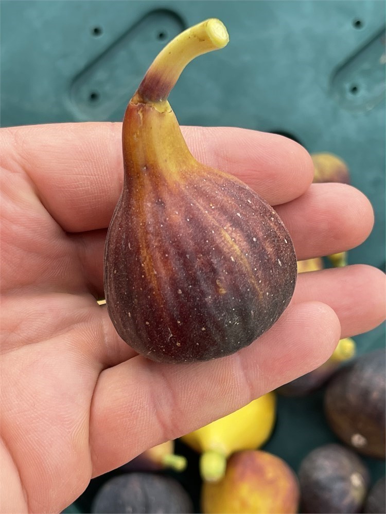 FigBid - Online Auctions of Fig Trees, Fig Cuttings & Growing Supplies -  Coll de Dama Blanca-Negra (CdD B/N) Cuttings (2 Cuttings)