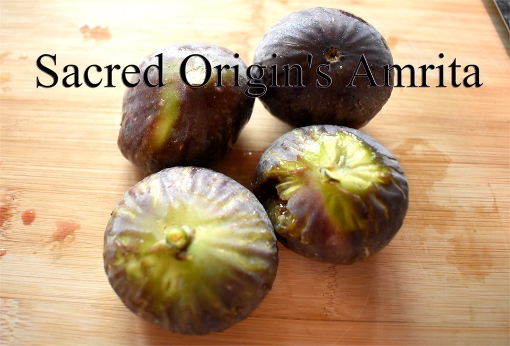 FigBid - Online Auctions of Fig Trees, Fig Cuttings & Growing Supplies ...