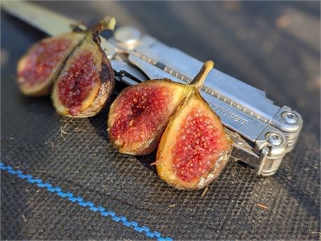 FigBid - Online Auctions of Fig Trees, Fig Cuttings & Growing