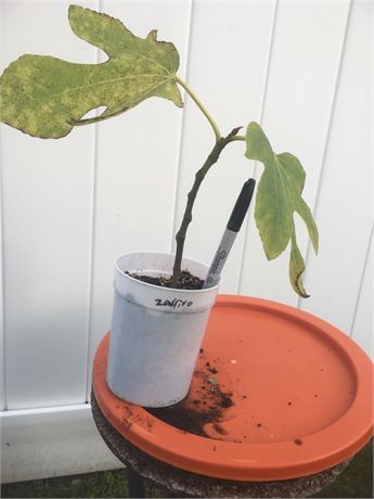 FigBid - Online Auctions of Fig Trees, Fig Cuttings & Growing Supplies -  Coll de Dama Blanca-Negra (CdD B/N) Cuttings (2 Cuttings)