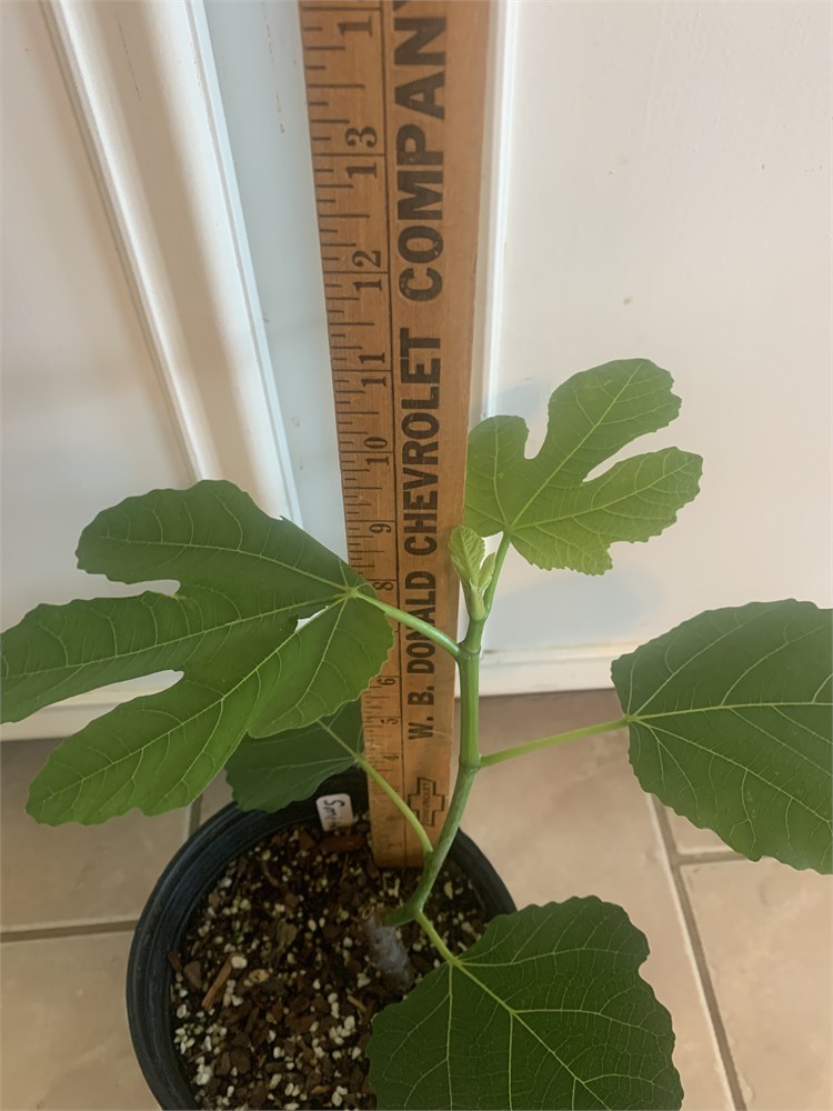 FigBid - Online Auctions of Fig Trees, Fig Cuttings ...