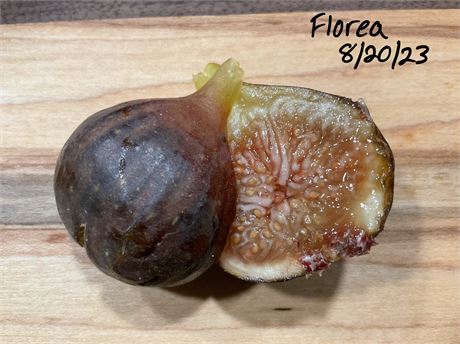 FigBid - Online Auctions of Fig Trees, Fig Cuttings & Growing